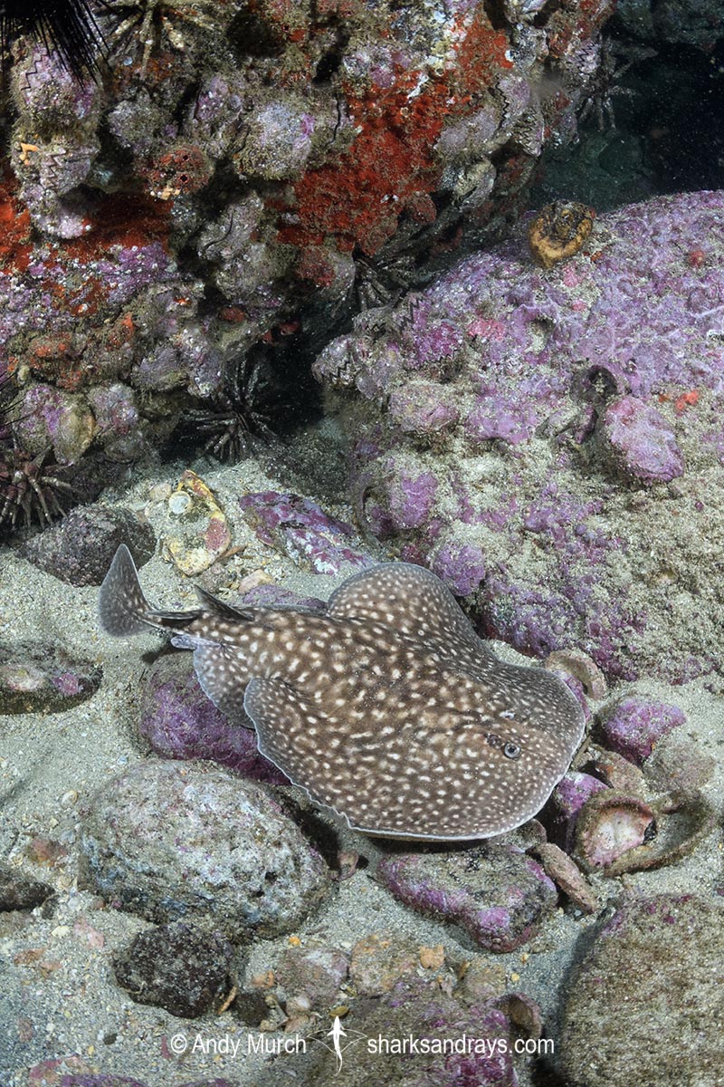 Whitespotted Torpedo Ray, Torpedo sp. An undescribed torpedo species from West Africa. Meoune Reef, Senegal, Eastern Atlantic.