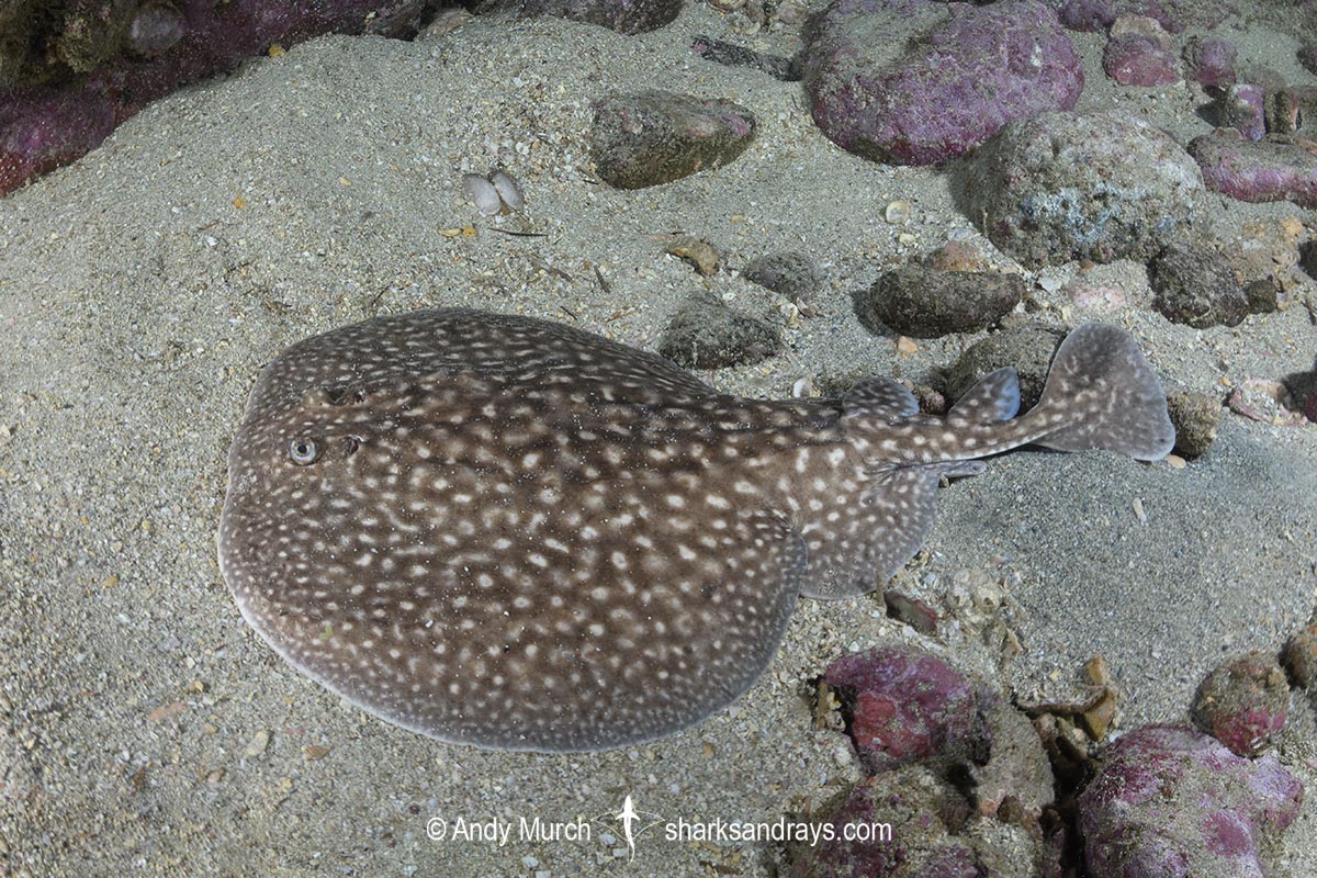 Whitespotted Torpedo Ray, Torpedo sp. An undescribed torpedo species from West Africa. Meoune Reef, Senegal, Eastern Atlantic.
