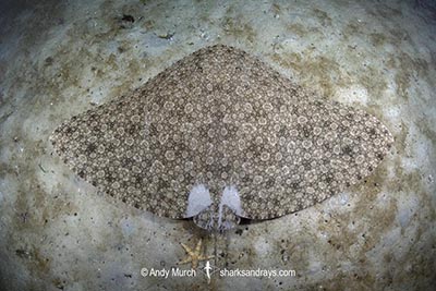 Backwater Butterfly Ray, Gymnura natalensis. Aka Diamond Ray. Long Beach, Simonstown, False Bay, South Africa, Atlantic Ocean.