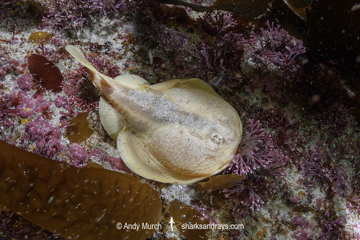 Onefin Electric Ray, Narke capensis. Aka Cape Numbfish or Cape Sleeper Ray. Millers Point, False Bay, South Africa, Atlantic Ocean.