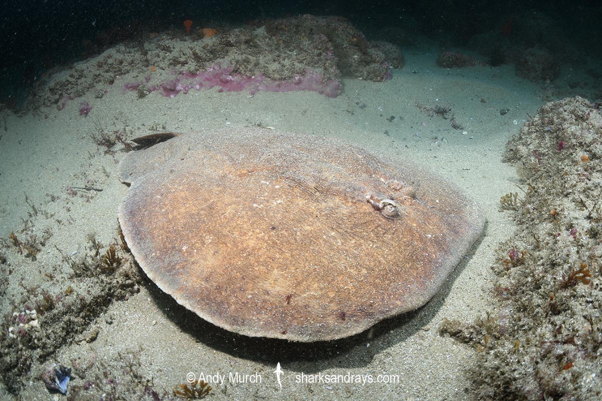 Coffin Ray, Hypnos monopterygius, aka Numb Ray. Broughton Island, Port Stephens, New South Wales, Australia.