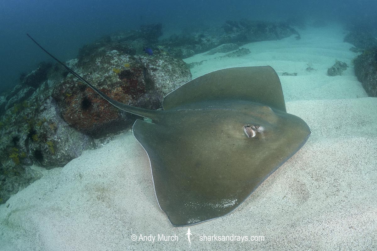 Smalltooth Stingray, Hypanus rudis. A crutically endangered ray from West Africa. Seminole Reef, Dakar, Senegal, eastern tropical Atlantic Ocean.