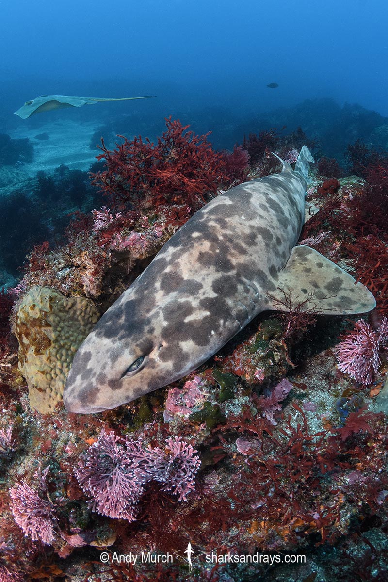 Blotchy Swellshark, Cephaloscyllium umbratile, aka Japanese swell shark. Tateyama, Chiba Prefecture, Honshu, Japan, Sea of Japan.