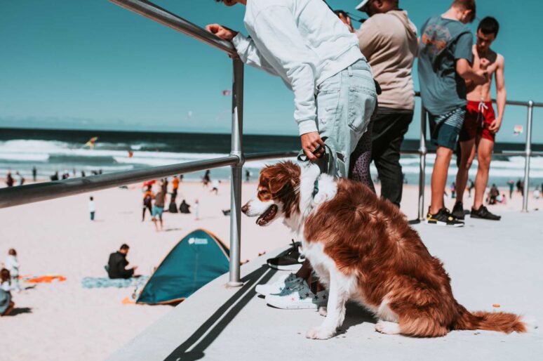 dog on Bondi Beach