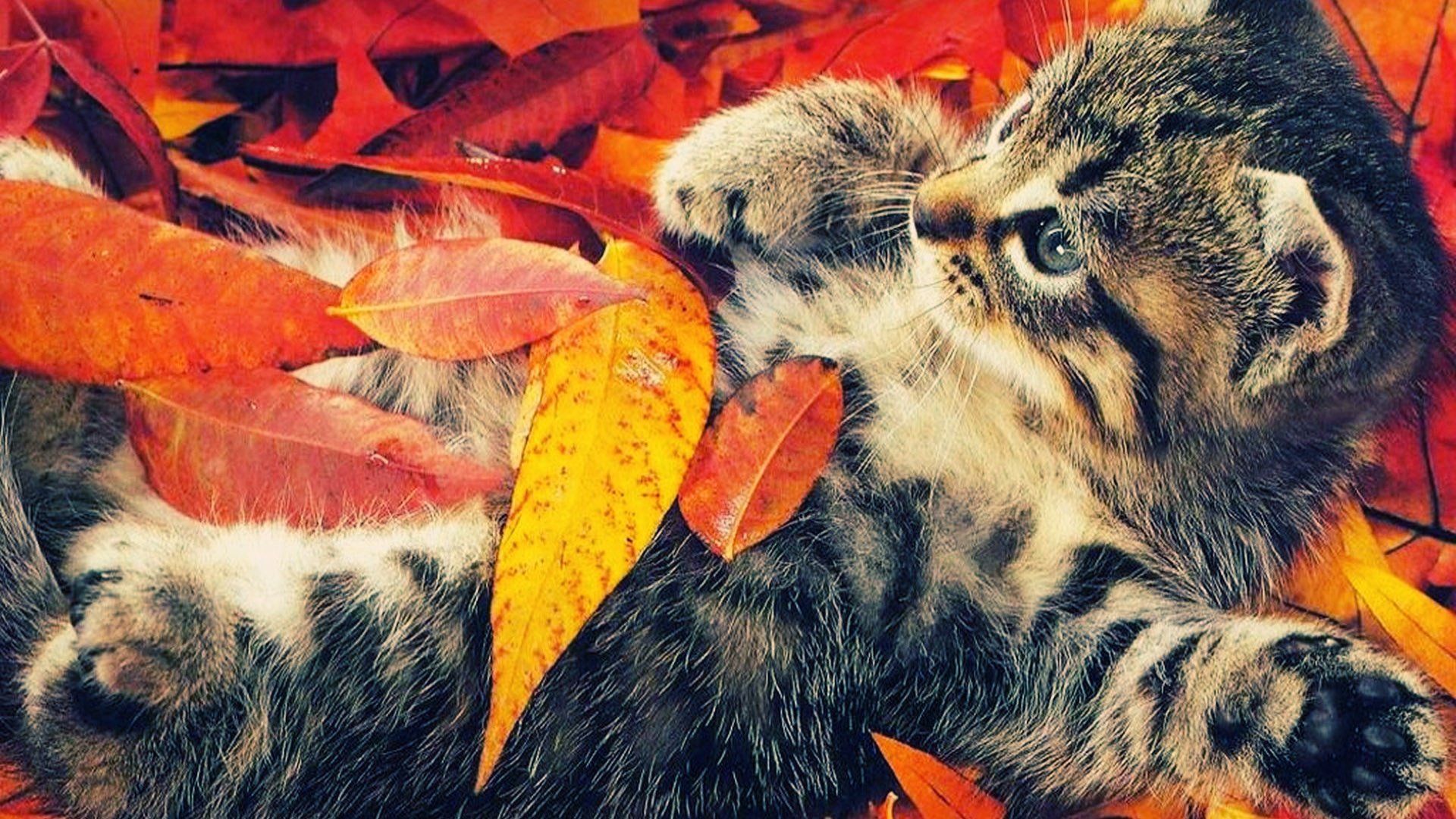 fall-wallpapers-cat
