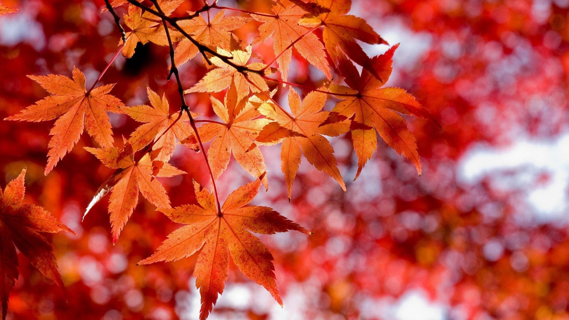 fall-wallpapers-leaves