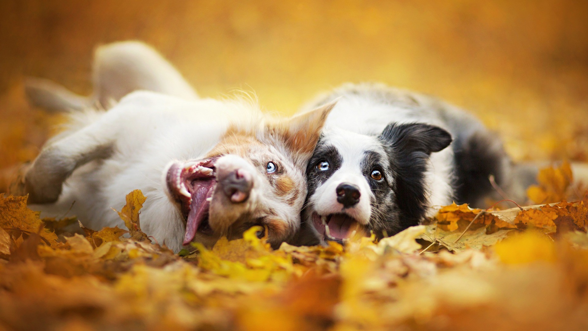 Fall-Wallpapers-of-dog-1