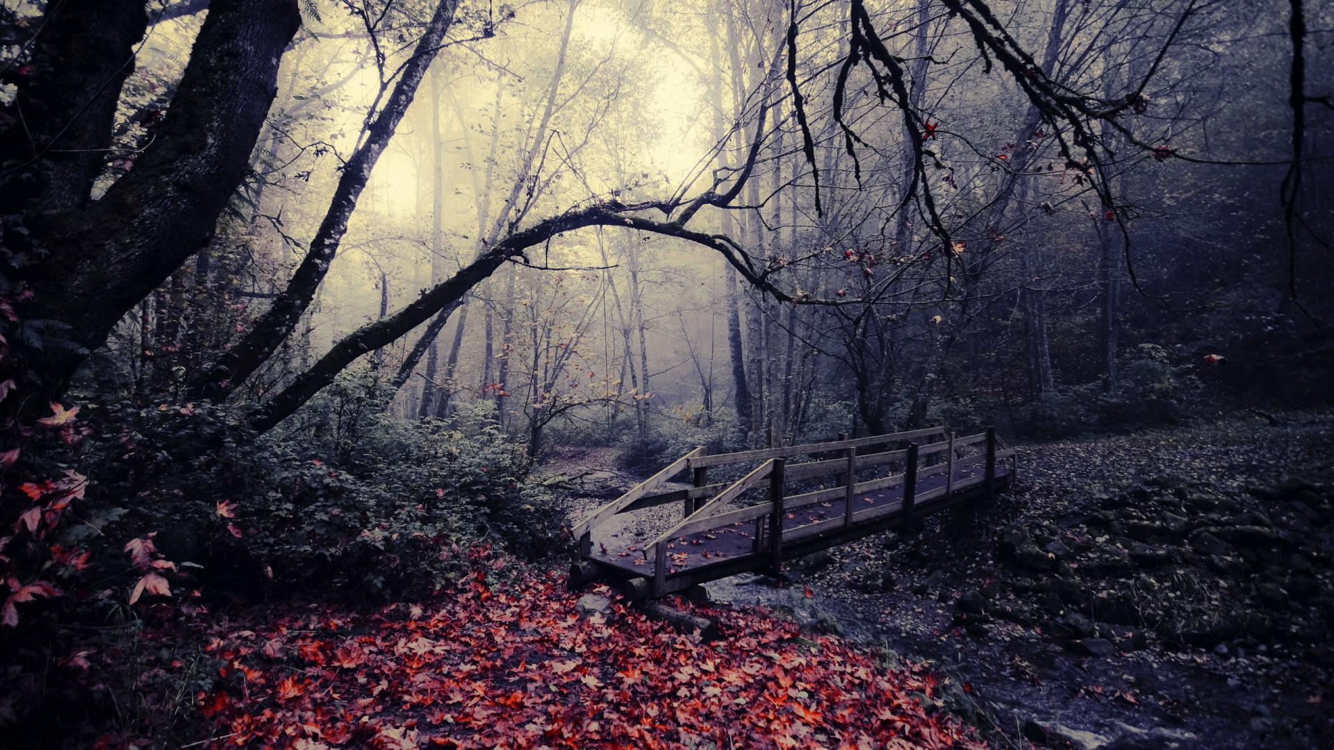 autumn-background-jungle-bridge
