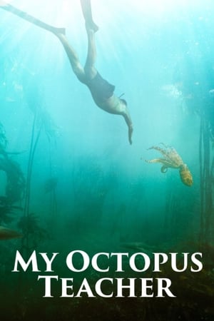 Play Online My Octopus Teacher (2020)