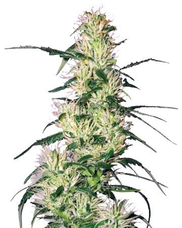 Blueberry Auto-Flowering Marijuana Seeds