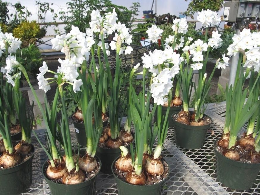 Featured Photo of Planting Paperwhites Outdoors