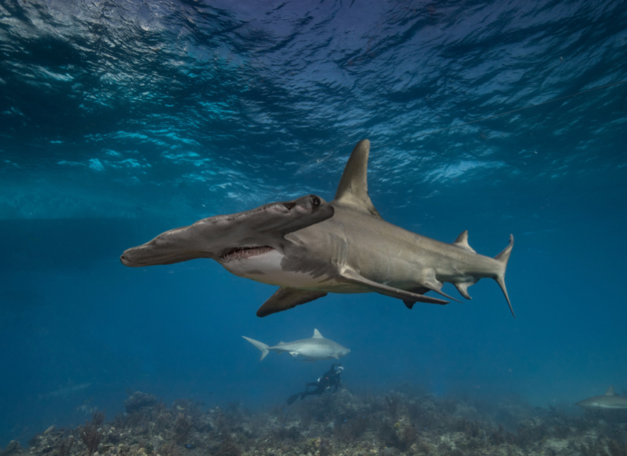 Hammerhead diving superyacht charter Galapagos