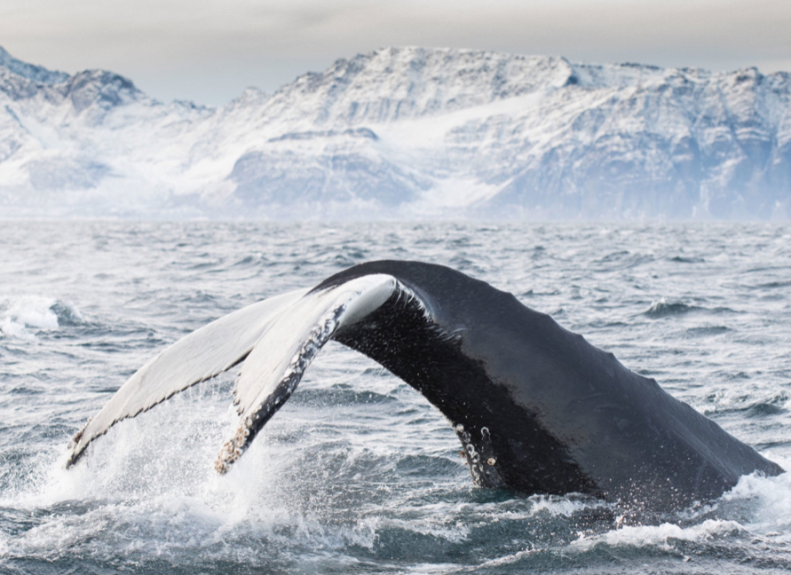 Humpback whale diving superyacht charter Antarctica