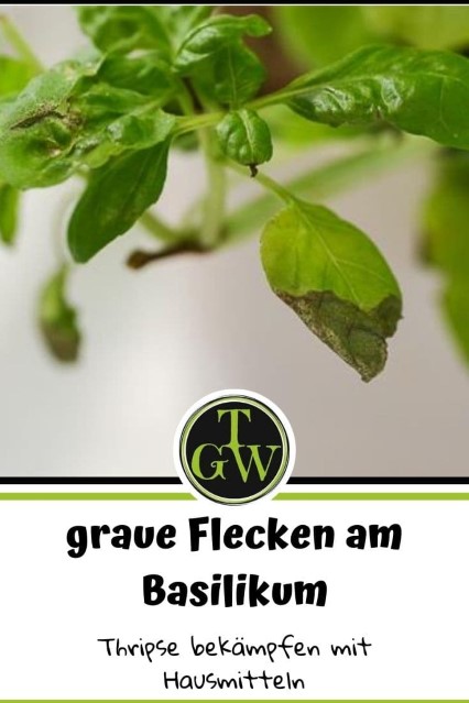 Basilikum - graue Flecken - Pinterest - Gartenblog Topfgartenwelt