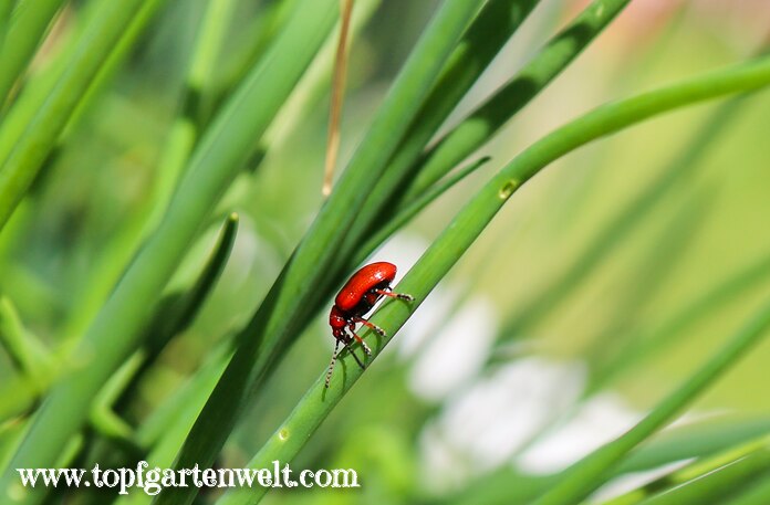 Maiglöckchenhähnchen auf Schnittlauch | roter Käfer auf Lauch - Gartenblog Topfgartenwelt