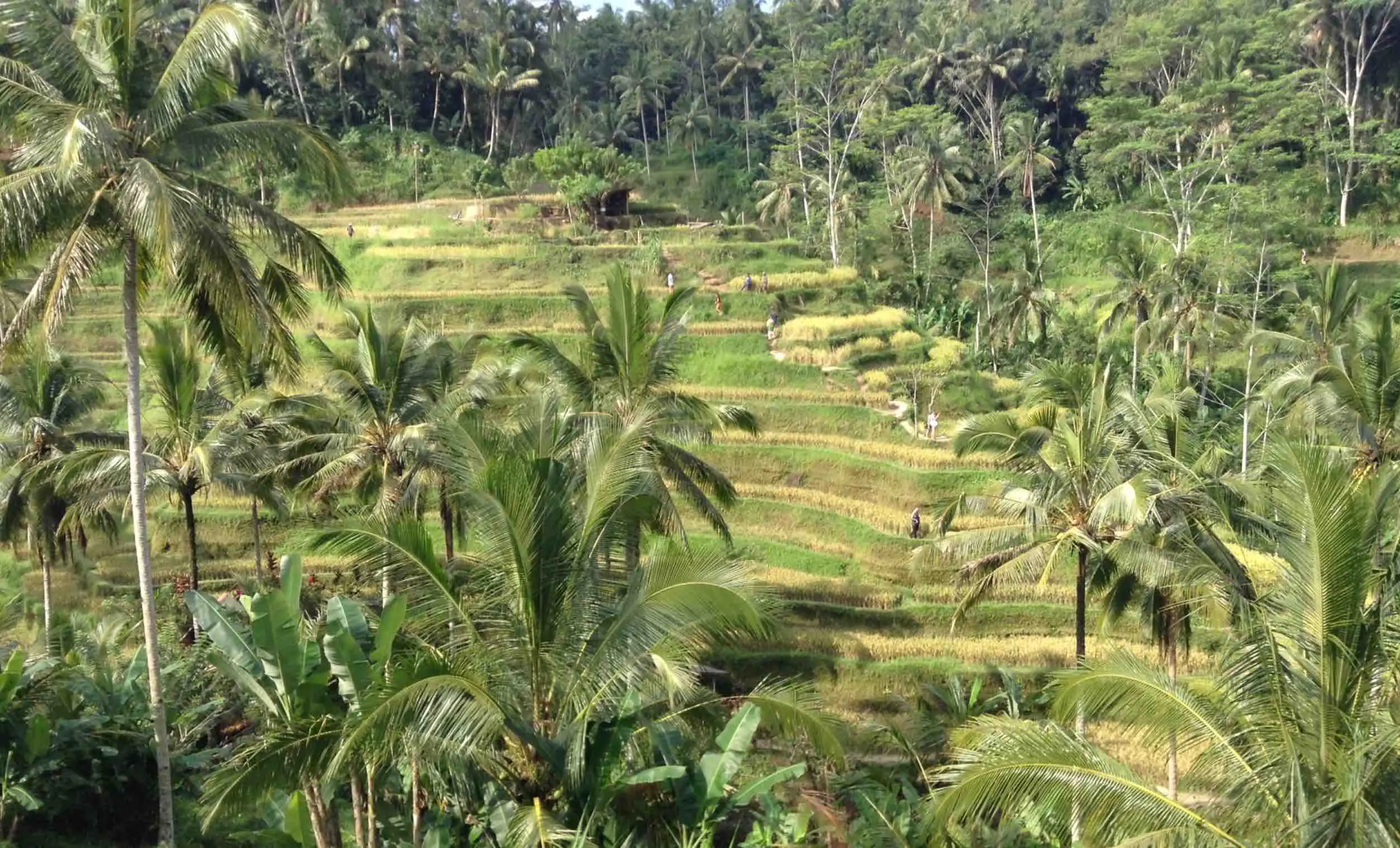 Tegalalang Rice Fields Ubud Bali Indonesia