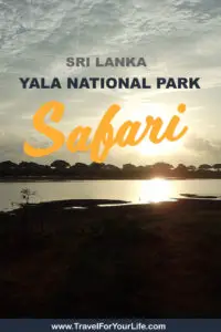 Safari | Yala National Park | Sri Lanka - Budget Safari at Yala National Park near Tissa where to stay and how to get there. Click for more info #srilanka #travel #travelasia #asia #yala #yalanationalpark #nationalparksrilanka