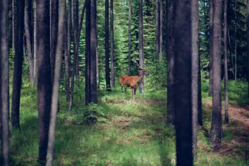 best-camping-in-montana-deer-in-forest