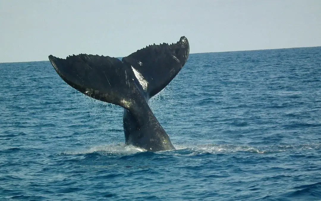 Your Guide to Whale Watching in Maine