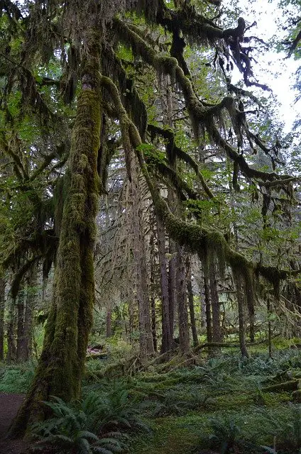 best-hikes-olympic-temperate-rainforest