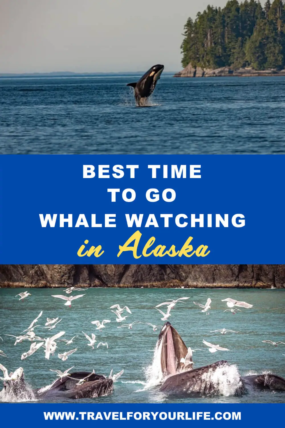 Whale watching Alaska 