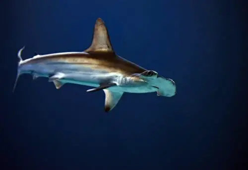 diving-in-the-red-sea-hammerhead-shark