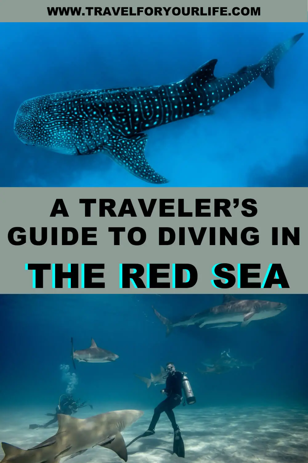 diving-in-the-red-sea