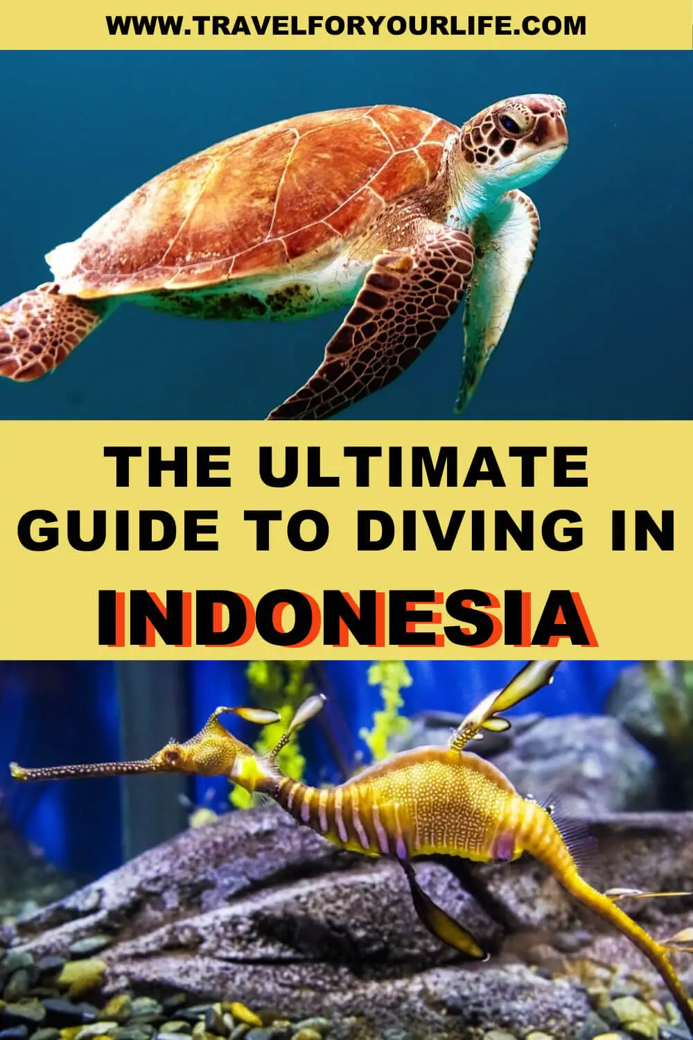The ultimate guide to diving in Indonesia 2
