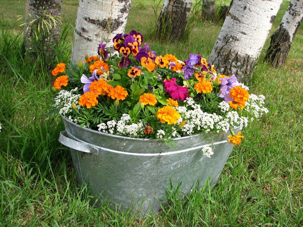 Growing Annuals in Pots: Follow These Tips for Beautiful ...