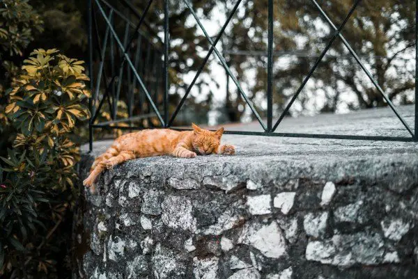 chat roux endormi