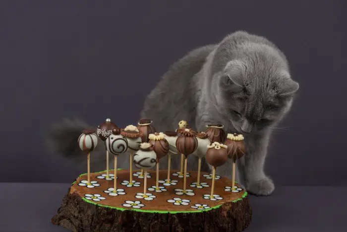 Can Cats Eat Chocolate? Everything You Need To Know Tuxedo Cat