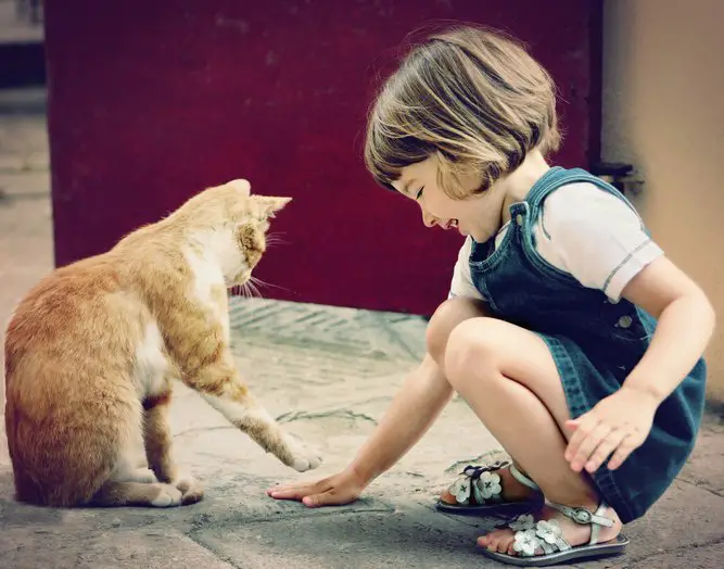 enfant jouant avec un chat roux