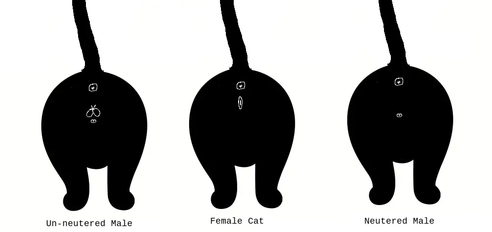 How To Tell The Sex Of A Cat - A Cat Sexing Guide - Tuxedo Cat-4151