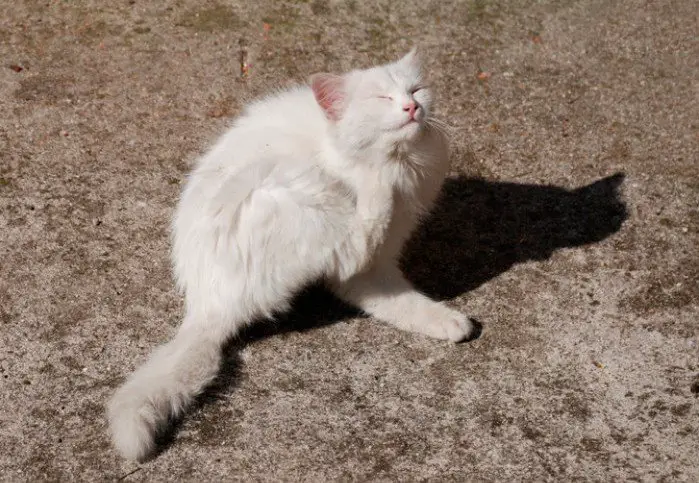 chat blanc avec des puces