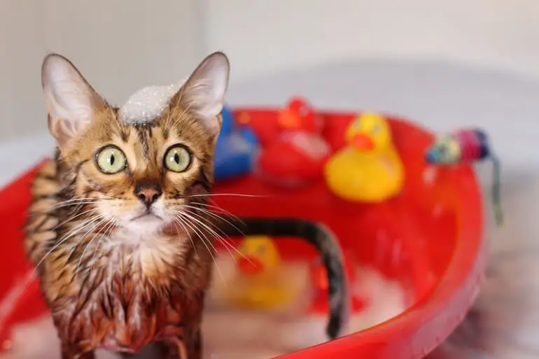 chat dans un bain avec shampooing sur la tête