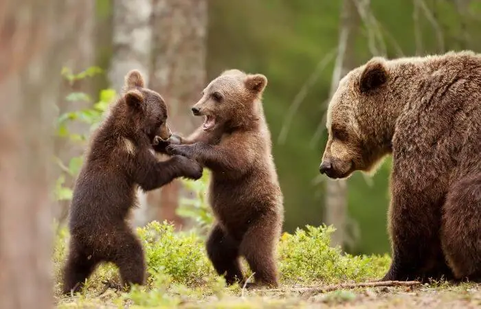 ours et petits