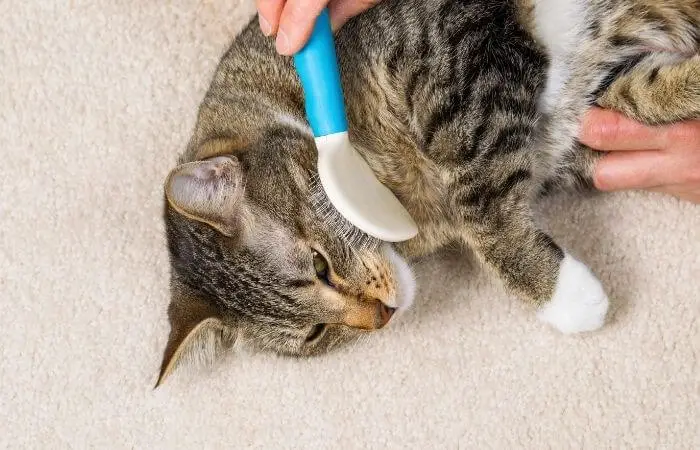 chat étant brossé pour le garder propre