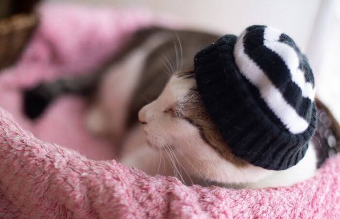 chat portant un chapeau