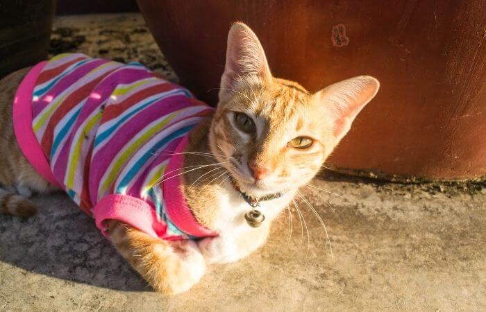 chat portant un pull sans manches