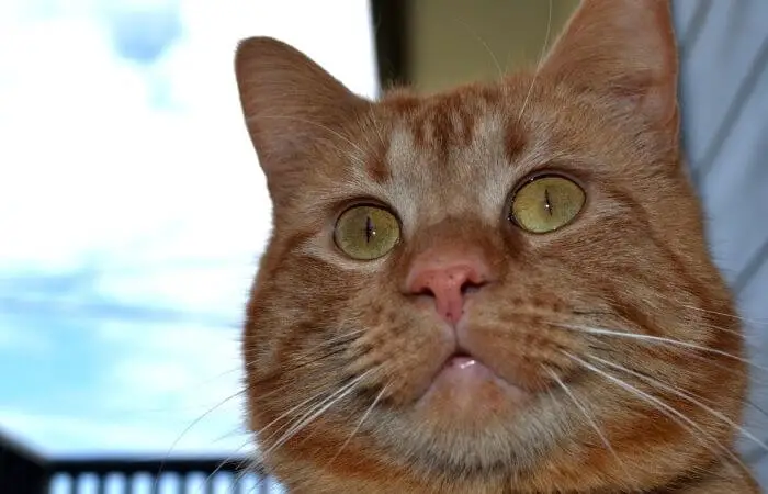 visage de chat gingembre en surpoids