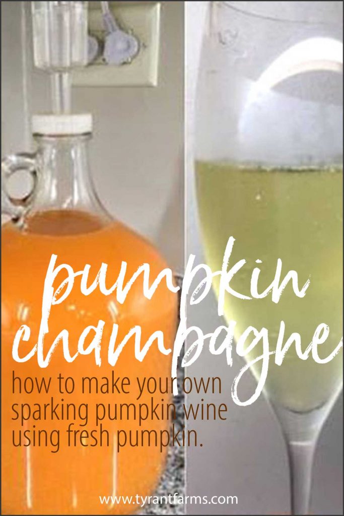 dacă aveți dovleci cu aromă dulce, vă puteți face propria șampanie de dovleac sau vin spumant. Iată o rețetă testată în timp pe care prietenii noștri au împărtășit-o folosind propriile dovleci Williamson (o moștenire de familie). #pumpkinrecipes #tyrantfarms #fermentationrecipe #vinificatie #fruitwine's a time-tested recipe our friends shared using their own Williamson pumpkins (a family heirloom). #pumpkinrecipes #tyrantfarms #fermentationrecipe #winemaking #fruitwine