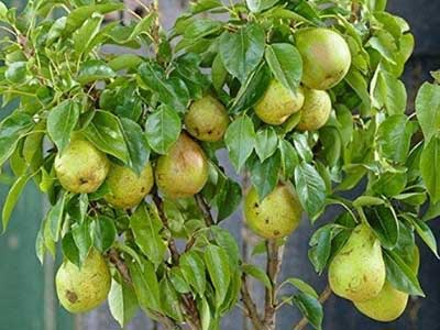 naspati pear name in sanskrit