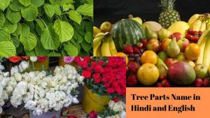 tree parts name in hindi and english