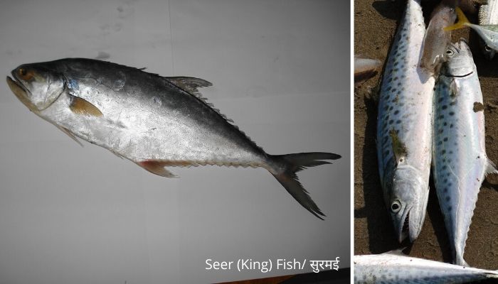 seer (King) fish name in Hindi/ king fish ko hindi mein kya kahate hain