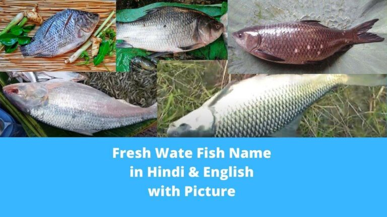 fresh water fish name in hindi and english