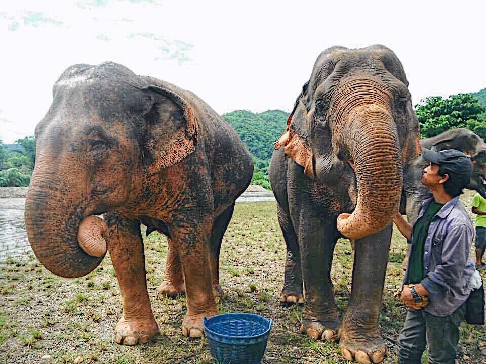 Can you feed elephants in Thailand?