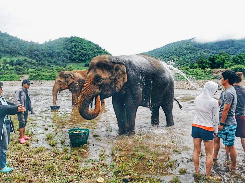 Swim with elephants in Thailand