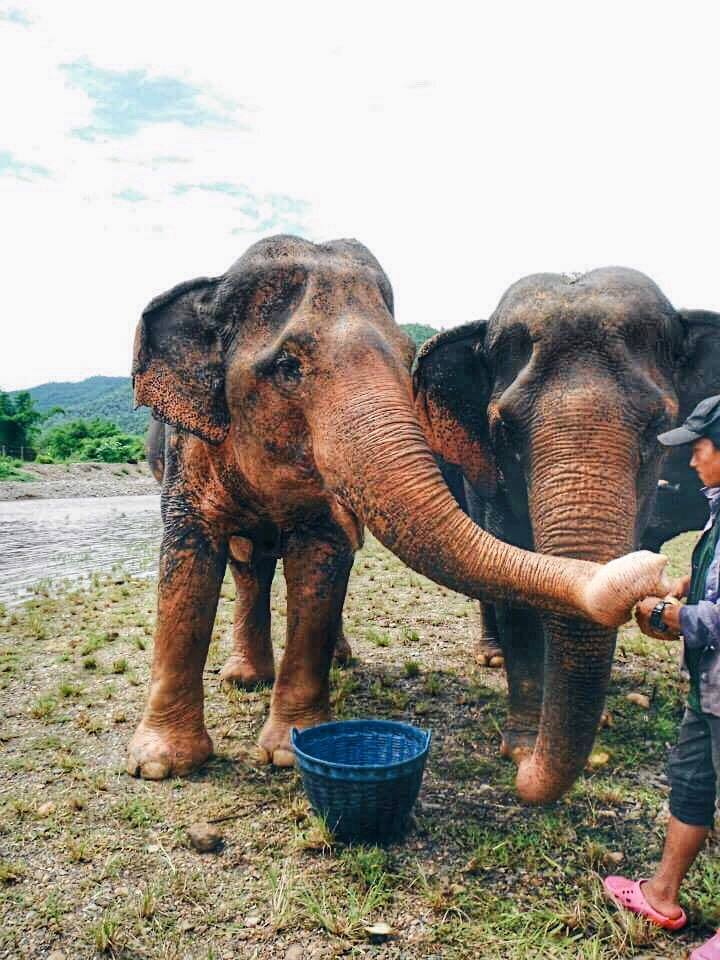 Feeding elephants in Thailand 