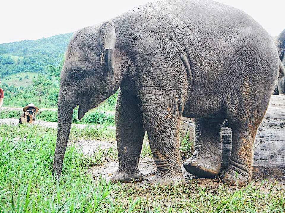 Responsible elephant tourism in Thailand: the elephant nature park in Chiang MaI