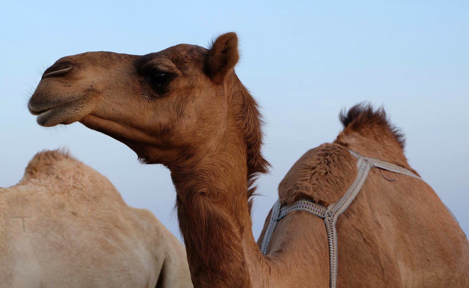 National dish of Dubai: camel?